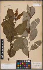 Foto von Salix caprea L.